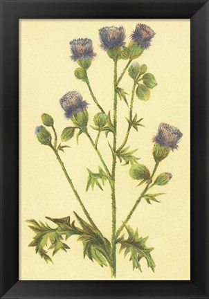 Framed Thistle Print