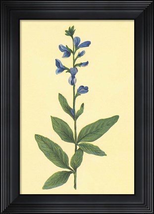 Framed Tick Trefoil Print