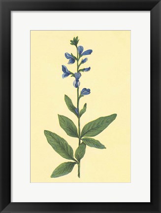 Framed Tick Trefoil Print