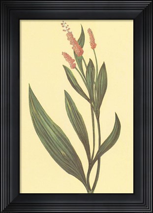 Framed Water Knotweed Print