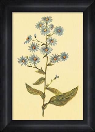 Framed Wavy Leaved Aster Print
