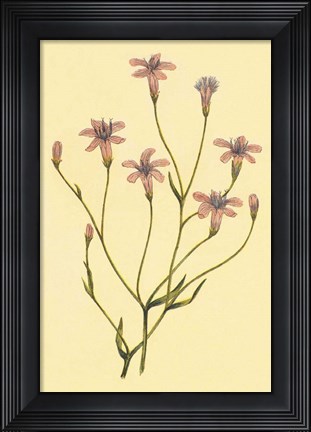 Framed Wheeler&#39;s Chaetadelpha Print