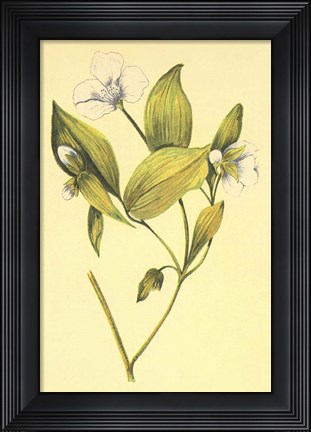 Framed Wild Mock Print