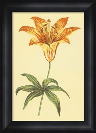Framed Wild Orange Lily Print