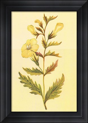 Framed Yellow Fox Glove Print
