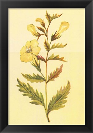 Framed Yellow Fox Glove Print