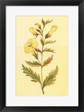 Framed Yellow Fox Glove Print