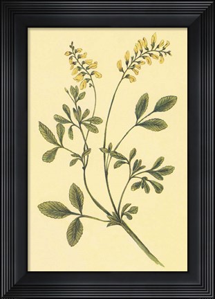 Framed Yellow Melilot and Sweet Clover Print