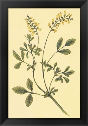 Framed Yellow Melilot and Sweet Clover Print