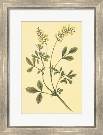 Framed Yellow Melilot and Sweet Clover Print