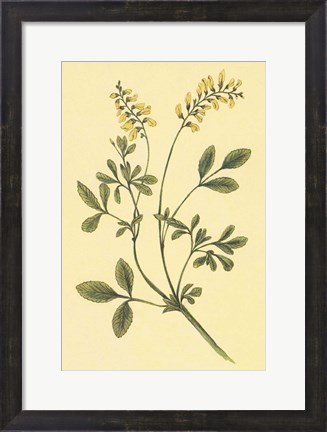 Framed Yellow Melilot and Sweet Clover Print