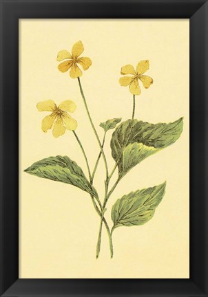 Framed Yellow Violet Print