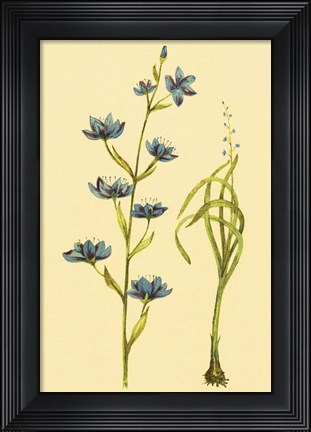 Framed Zygadenus Print