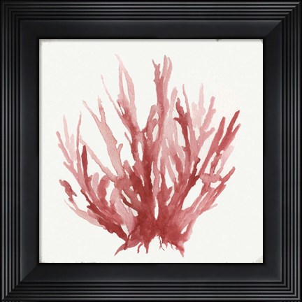 Framed Red Coral I Print