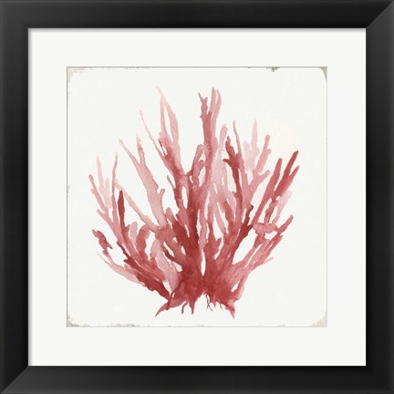 Framed Red Coral I Print