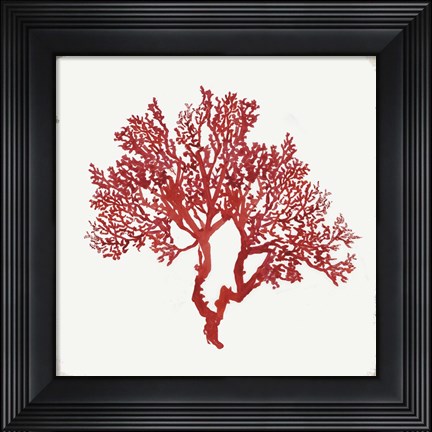 Framed Red Coral II Print