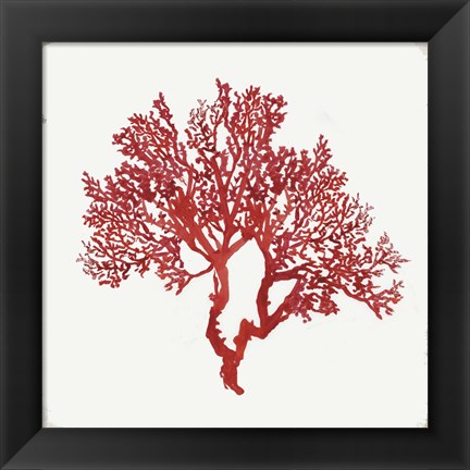 Framed Red Coral II Print