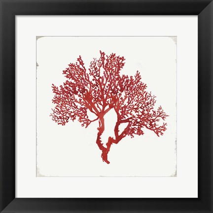 Framed Red Coral II Print