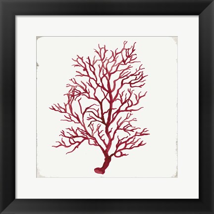 Framed Red Coral III Print