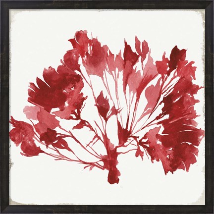 Framed Red Coral IV Print