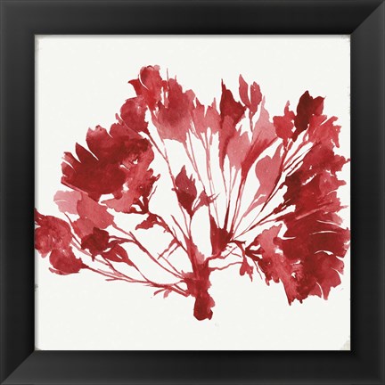 Framed Red Coral IV Print