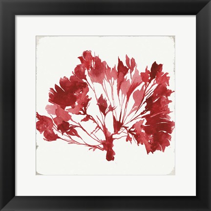 Framed Red Coral IV Print