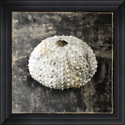 Framed Marble Shell Series I Print