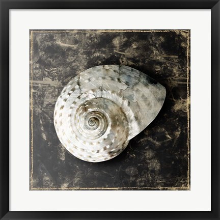 Framed Marble Shell Series II Print