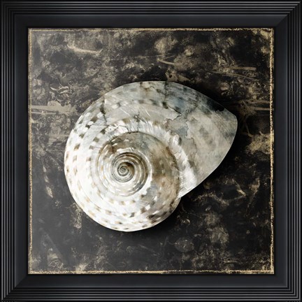 Framed Marble Shell Series II Print