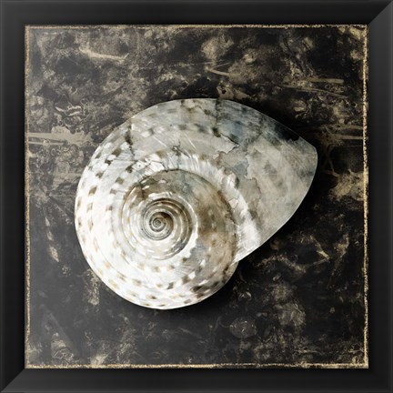 Framed Marble Shell Series II Print