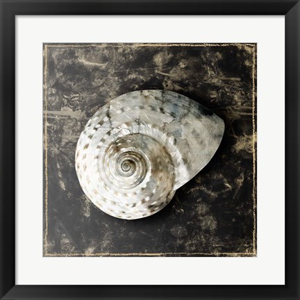 Framed Marble Shell Series II Print