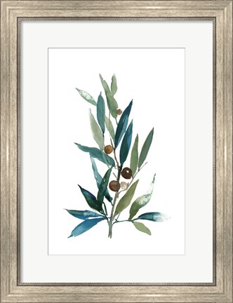 Framed Olive Branch I Print