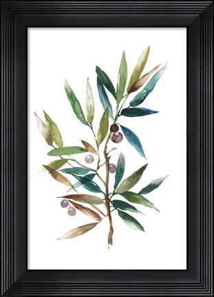 Framed Olive Branch II Print