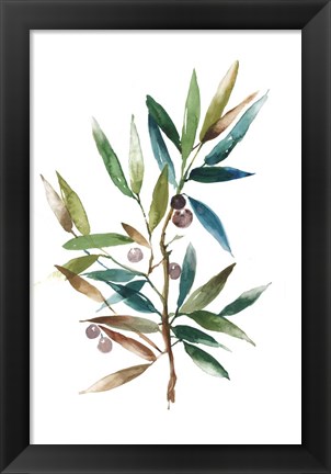 Framed Olive Branch II Print