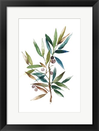 Framed Olive Branch II Print