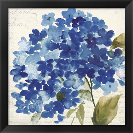 Framed Hampton Hydrangea II Print