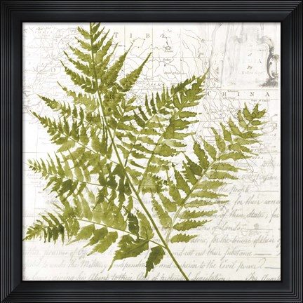 Framed Fern I Print