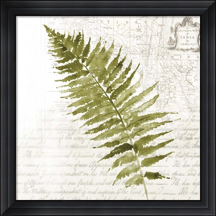 Framed Fern II Print