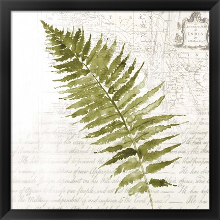 Framed Fern II Print