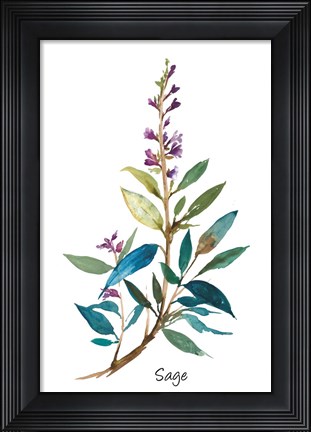 Framed Sage II Print