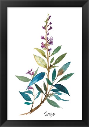 Framed Sage II Print