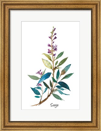 Framed Sage II Print