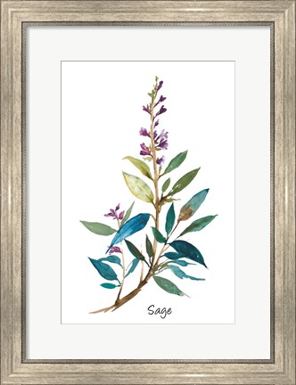 Framed Sage II Print