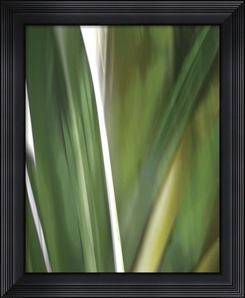 Framed Organic IV Print