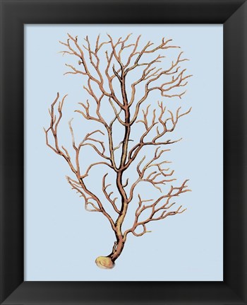 Framed Coral IV Print