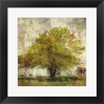 Framed Vintage Tree Print