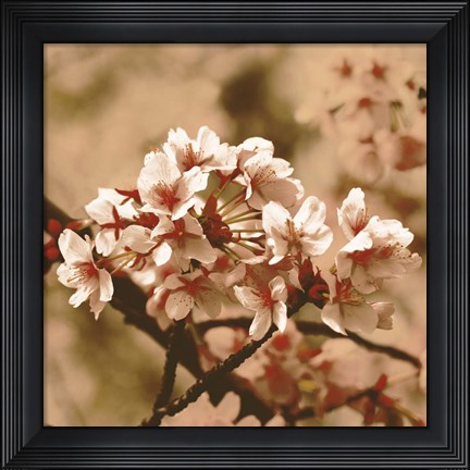 Framed Posy Print