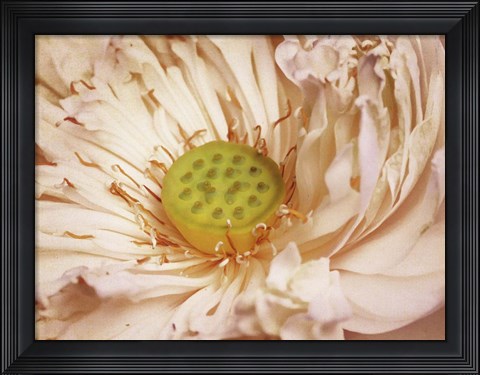 Framed Peaches and Cream Print