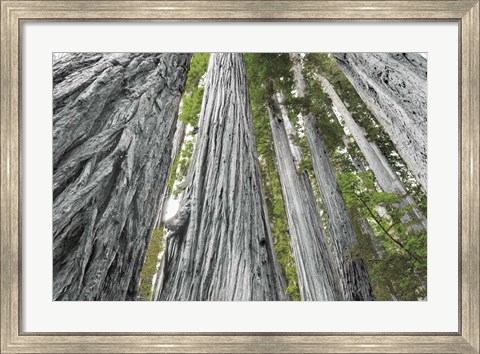 Framed Redwoods Forest IV BW with Color Print