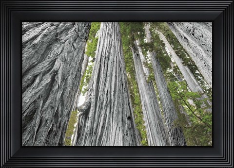 Framed Redwoods Forest IV BW with Color Print